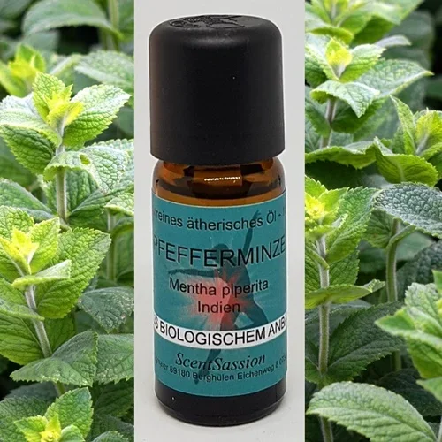 Ätherisches Öl ‚Pfefferminze (Mentha arvensis)‘ Bio