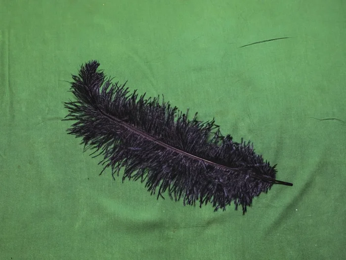 Straußenfeder klein – SCHWARZ 30-35 cm