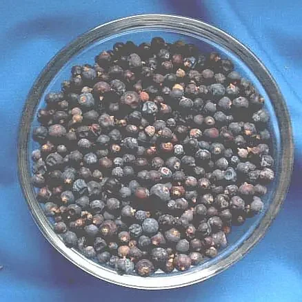 Wacholderbeeren