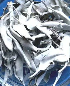 Weisser Salbei – Blätter – 10gr.